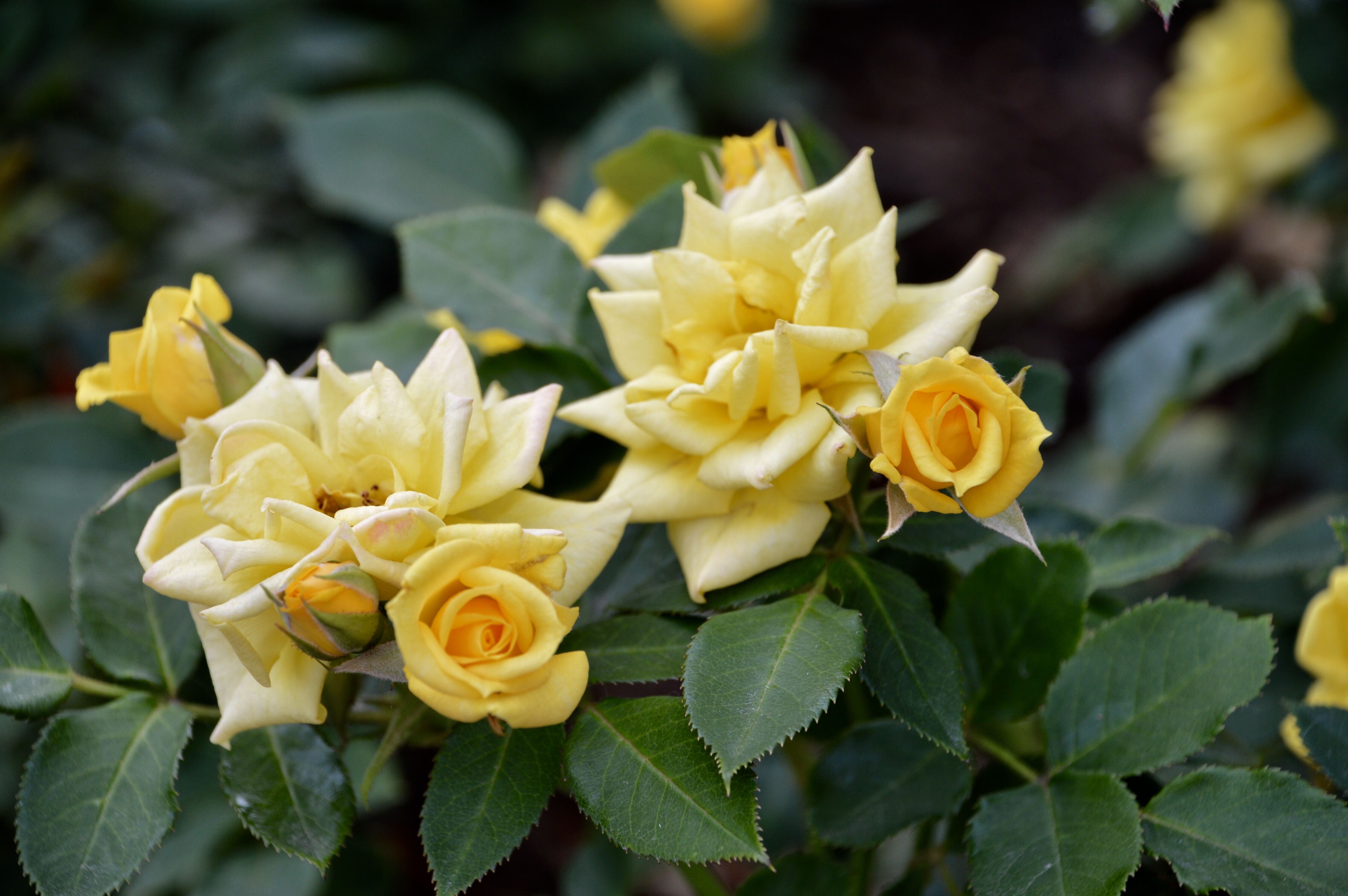 4910A5CF-0D9F-40F3-B172-DED5D60CC28B