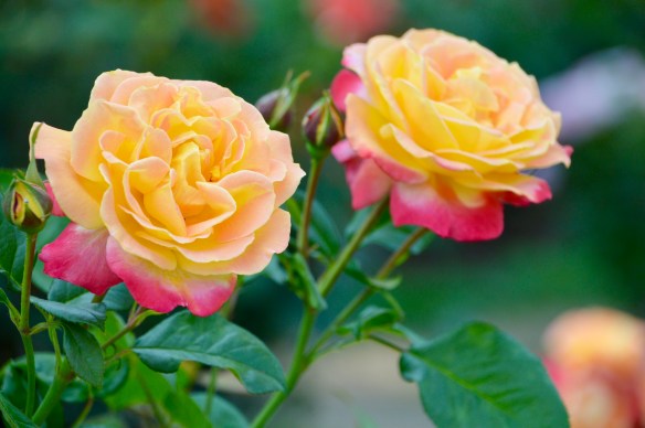 C573E049-78EC-40E6-BDF6-E08A9C49DF8E